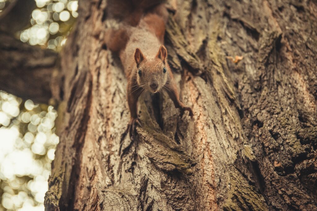 Curious Squirrel on Tree Bark: Cute Nature Scene Wallpaper