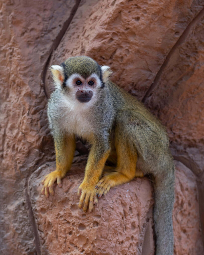 Vibrant Squirrel Monkey on Rock: Nature Wallpaper Background