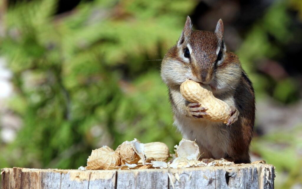 Cute Squirrel Eating Peanut on Tree Stump in Lush Green Background Wallpaper