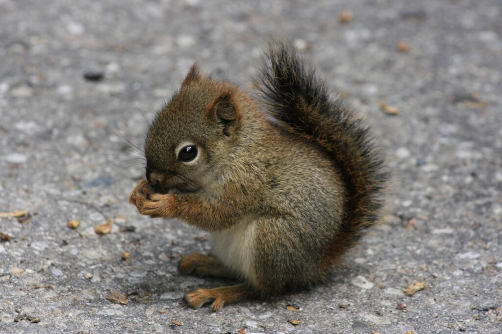 Cute Squirrel Nibbling on Roadside with Fluffy Tail Curled Up Wallpaper
