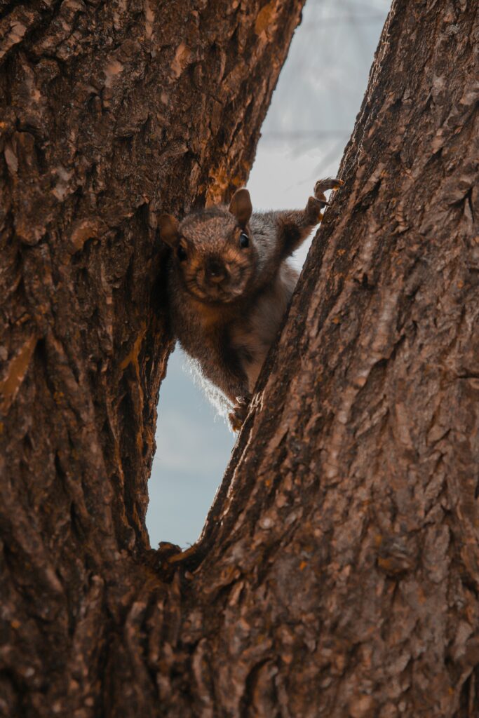 Cute Squirrel Nestled in Tree Bark - Warm Nature Wallpaper