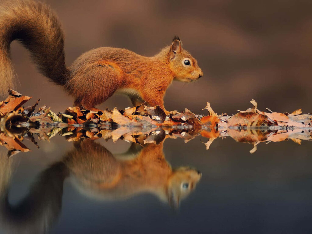 Charming Squirrel Wallpaper: Autumn Leaves & Serene Forest Reflection