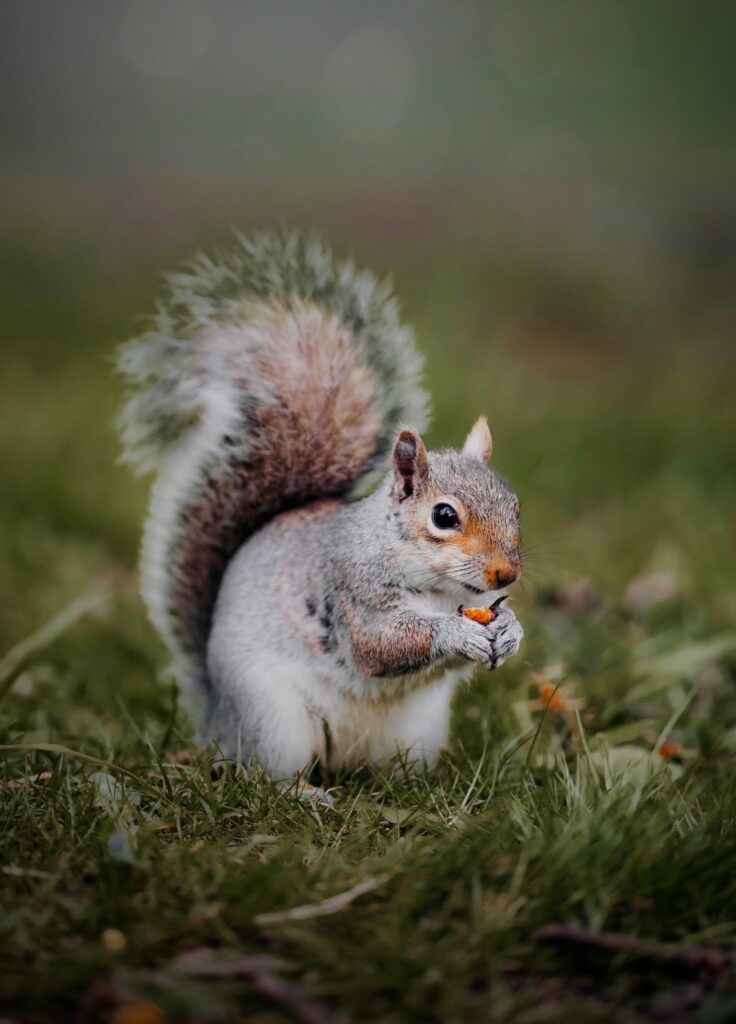 Cute Squirrel on Grass Holding Food - Charming Nature Wallpaper