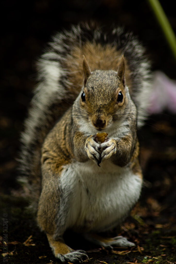 Cute Squirrel Wallpaper: Charming Rodent in Natural Setting