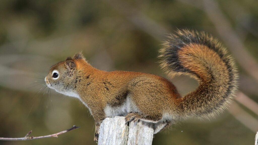 Cute Squirrel Wallpaper – Detailed Fur & Colorful Nature Background