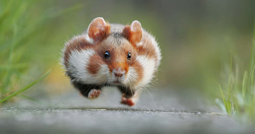 Charming Squirrel Wallpaper: Fluffy Cheeks & Playful Pose