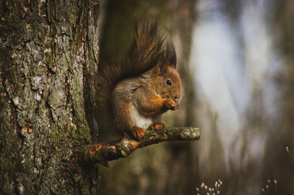 Cute Squirrel on Tree Branch - Fluffy Tail Wallpaper Background