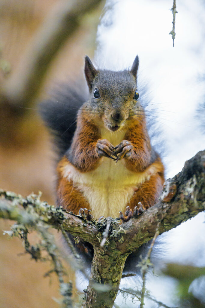 Charming Squirrel Wallpaper: Fluffy Tail on Tree Branch Background