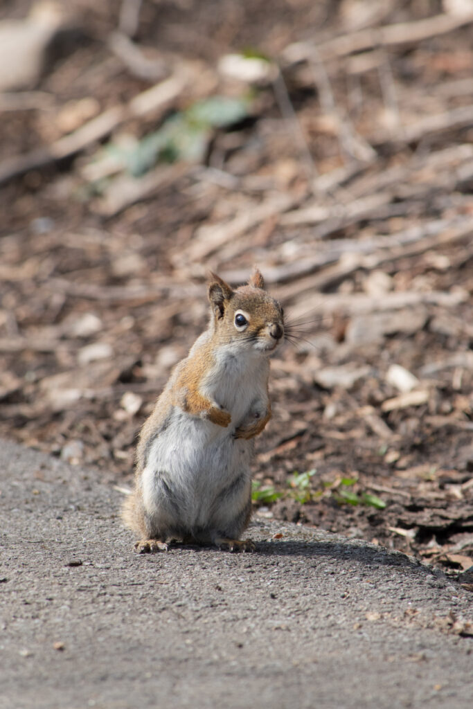Cute Squirrel Wallpaper: Adorable Wildlife Scene with Soft Background
