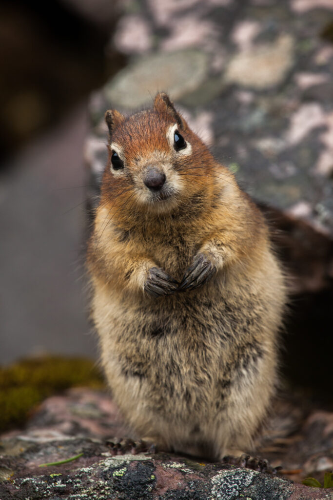 Cute Squirrel Wallpaper: Charming Nature Scene with Rich Detail