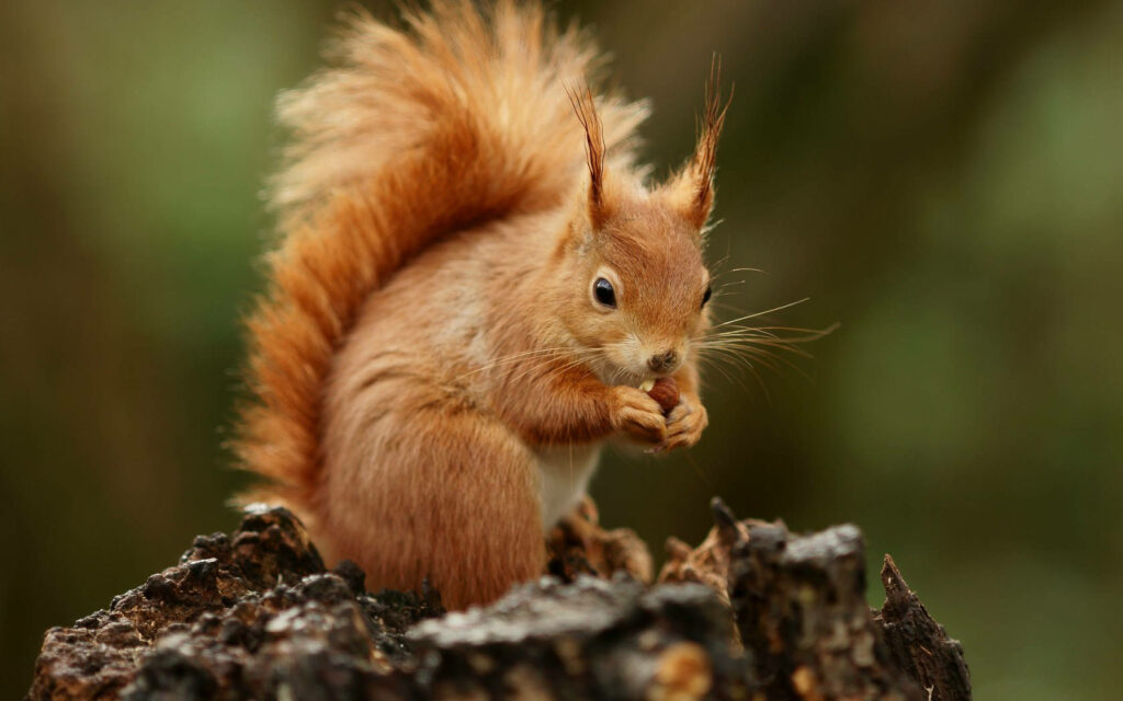 Cute Squirrel Wallpaper: Nature-Inspired Background with Warm Tones