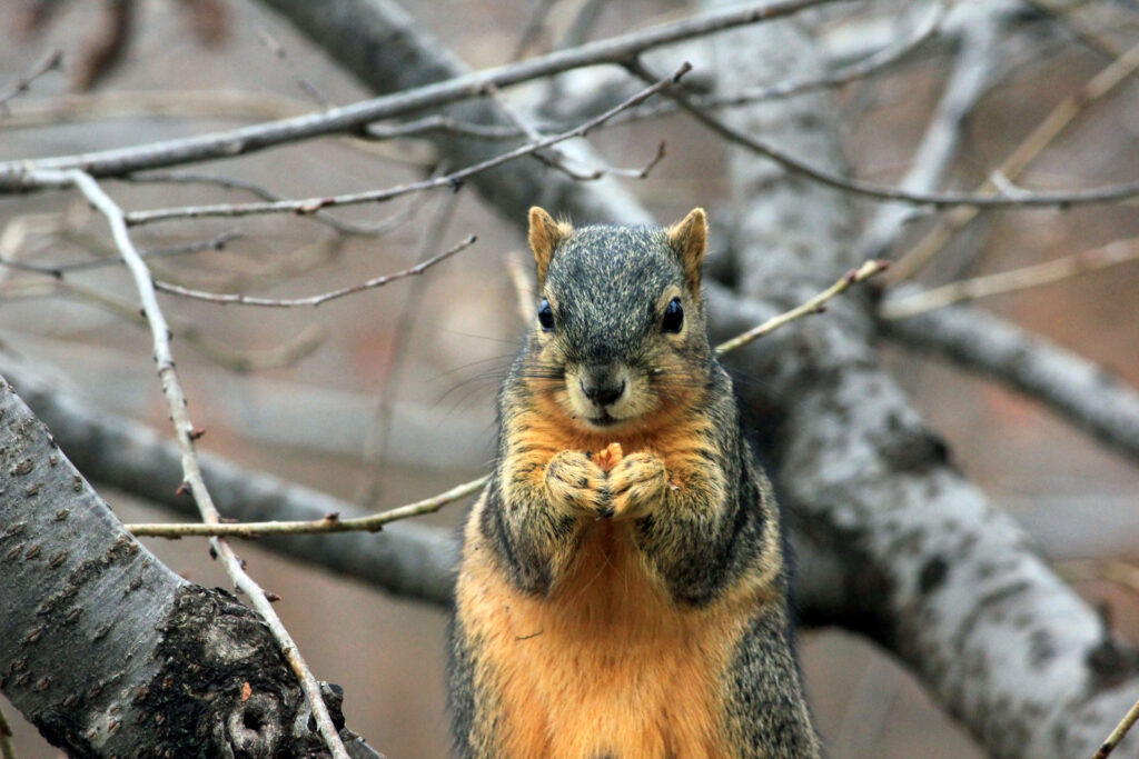 Cute Squirrel on Tree Branch: Serene Nature Wallpaper 1920x1280
