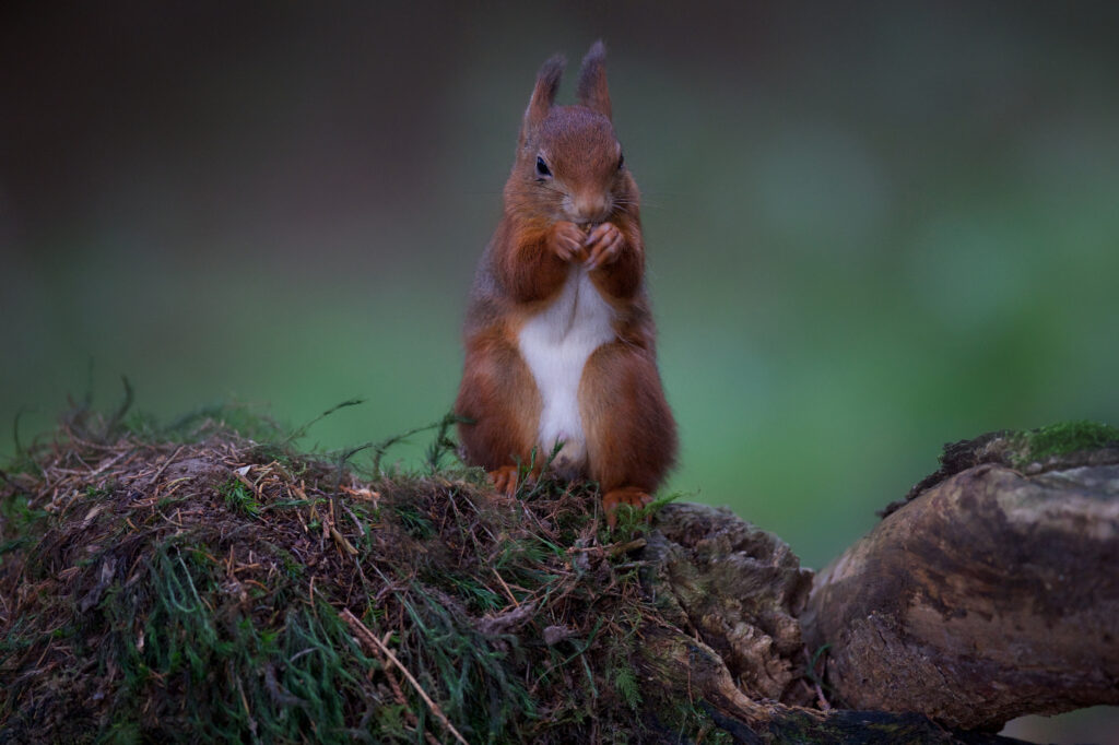 Cute Squirrel on Mossy Stone: Serene Forest Wallpaper