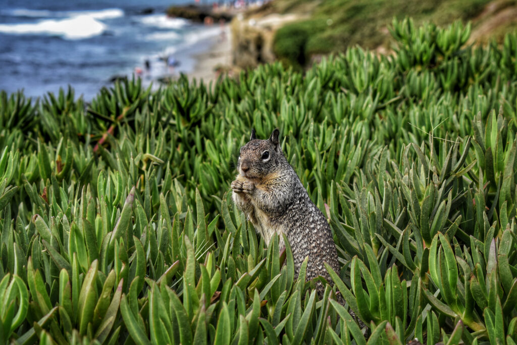 Cute Squirrel in Lush Grass with Ocean - High-Res Wallpaper