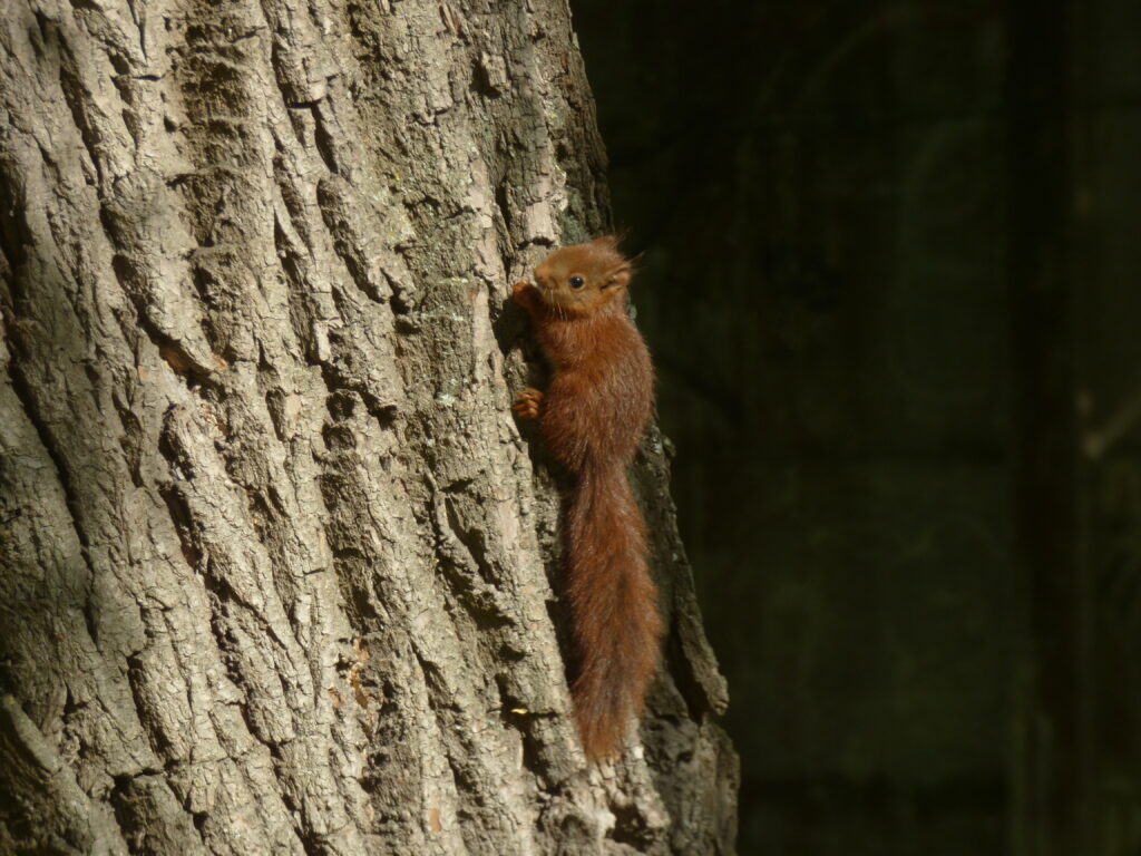 Cute Squirrel on Tree Wallpaper - Wildlife Essence & Natural Habitat