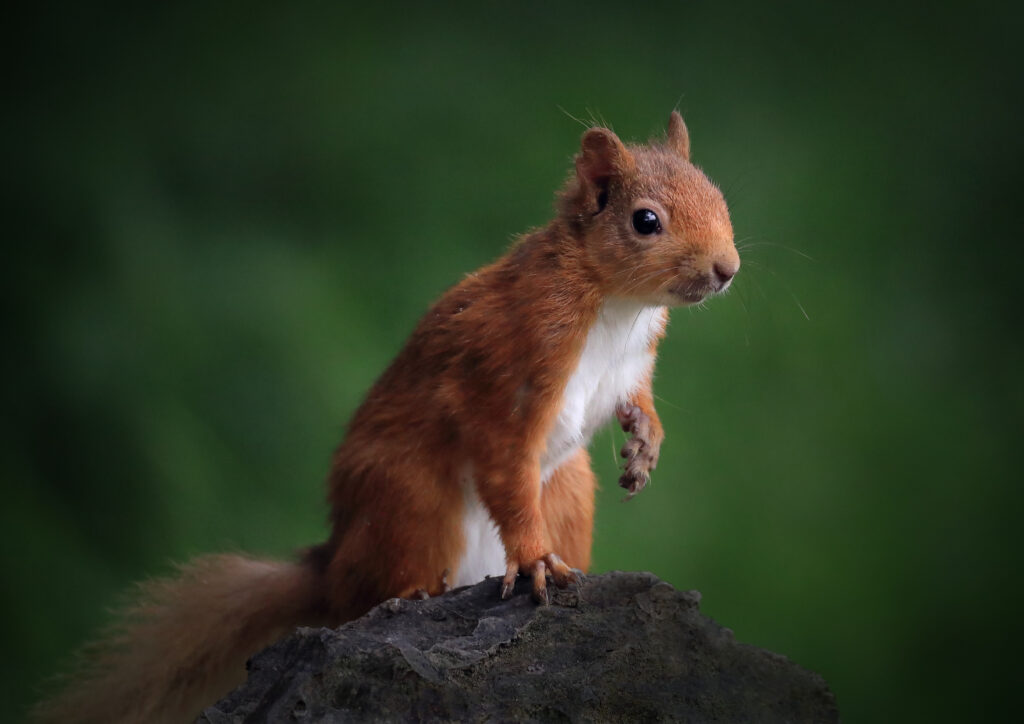 Cute Squirrel on Rock - Wildlife Wallpaper with Green Background