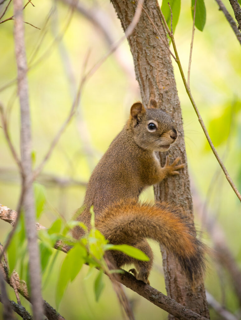 Cute Squirrel on Tree Branch - Serene Nature Wallpaper