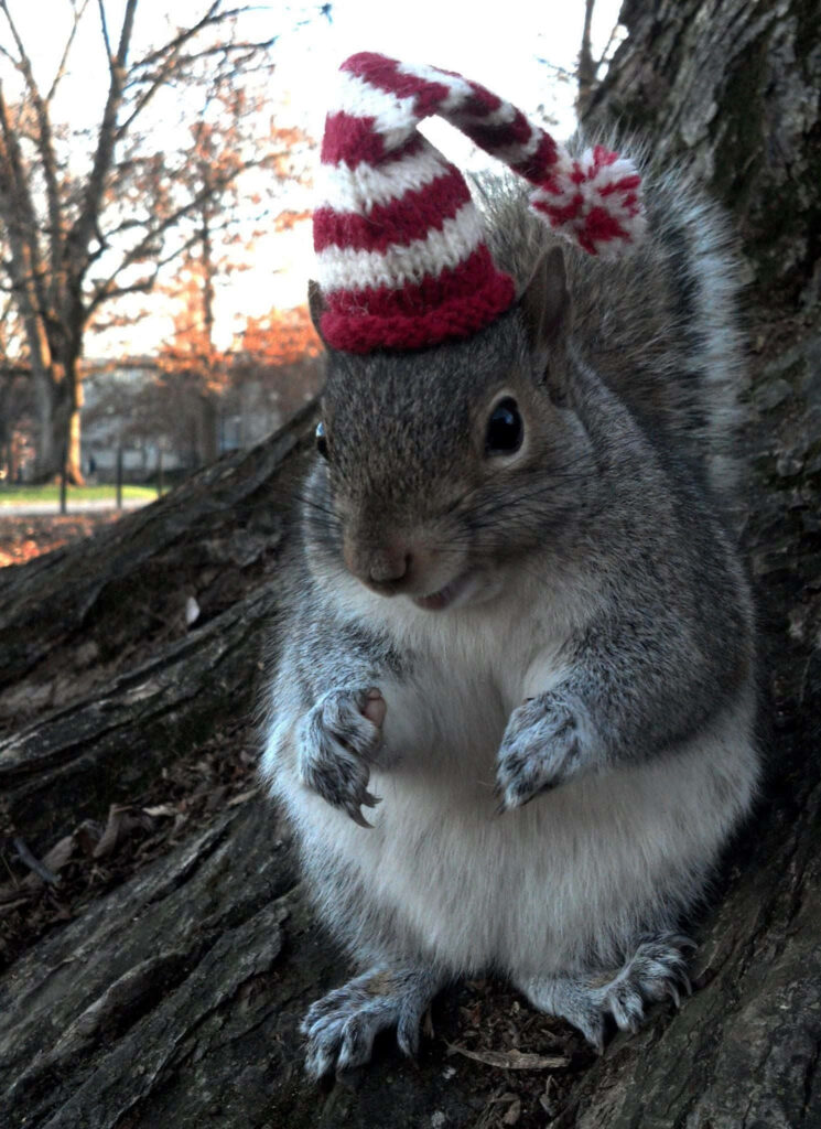 Festive Squirrel in Striped Hat Perched on Tree in Winter Wonderland Wallpaper