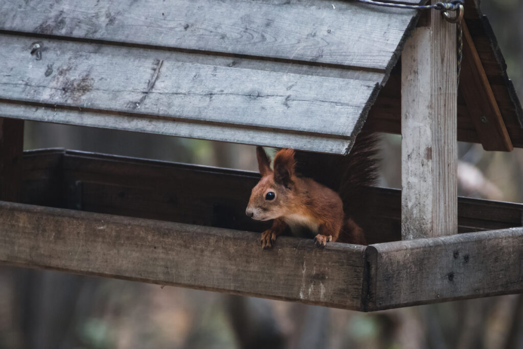 Charming Squirrel in Rustic Wooden Feeder - Tranquil Nature Background Wallpaper