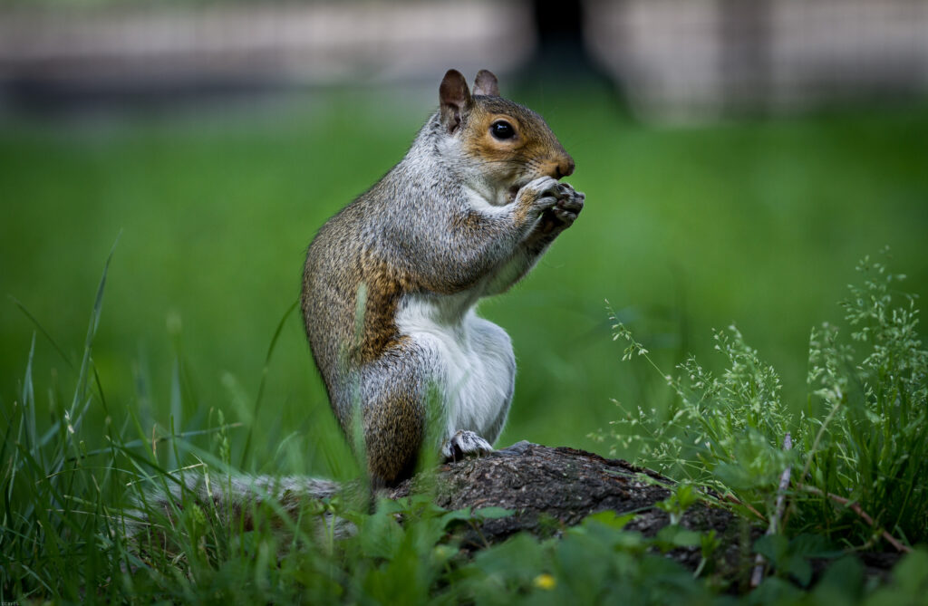 Cute Squirrel on Log in Lush Grass: Soft Fur & Alert Expression Wallpaper