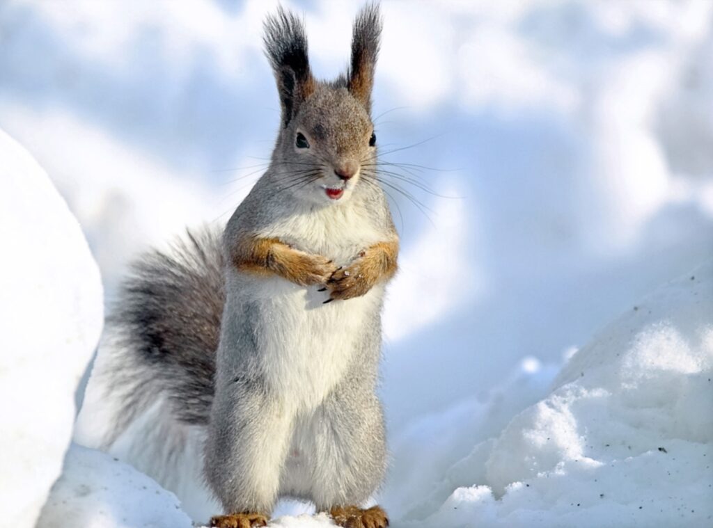 Charming Squirrel on Snowy Ground: A Winter Wonderland Scene Wallpaper