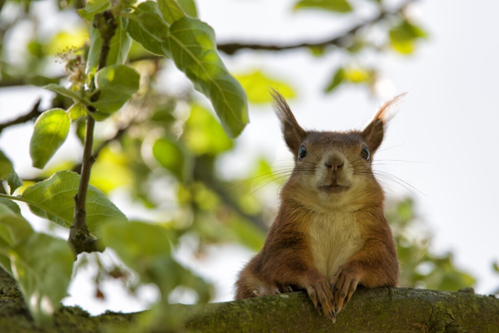Amusing Squirrel on Tree Branch | Lush Green Background Wallpaper