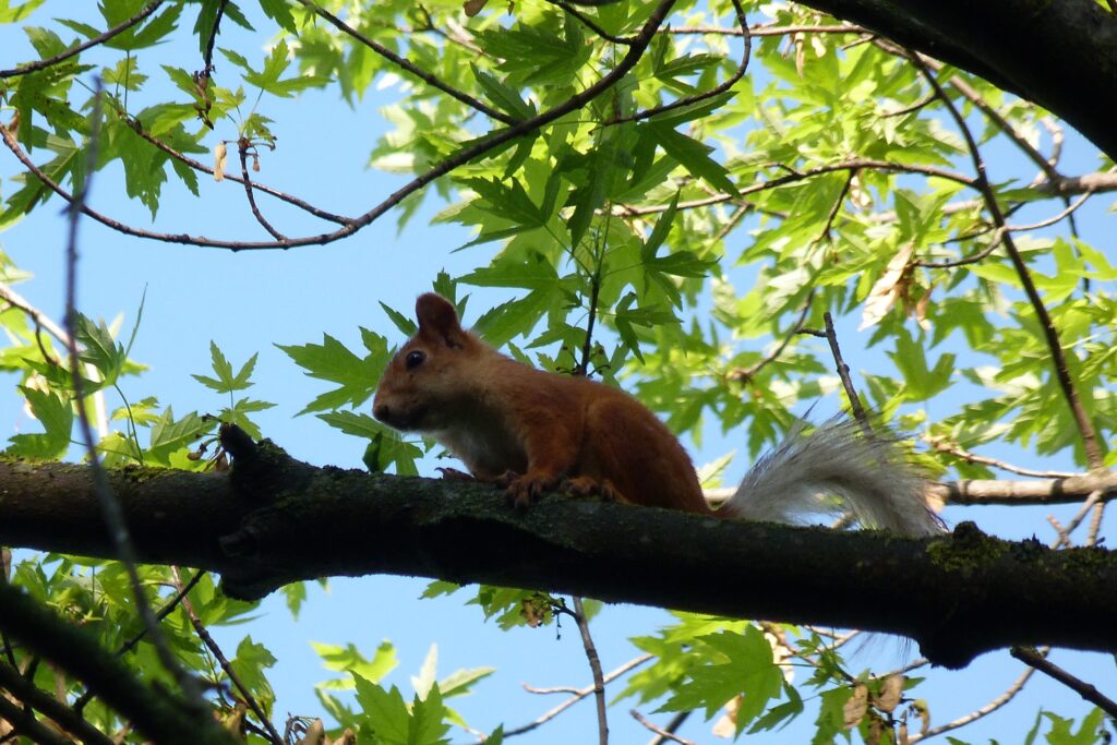 Cute Squirrel on Tree Branch - Vibrant Green Nature Wallpaper