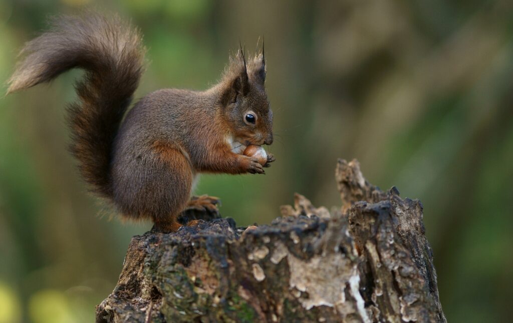 Cute Squirrel on Tree Stump: Serene Woodland Wallpaper