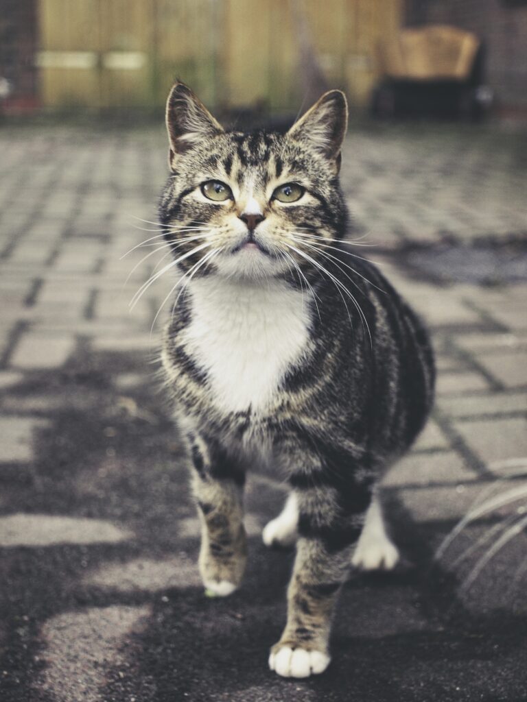 Charming Striped Cat Portrait on Cobblestone Path - Wallpaper