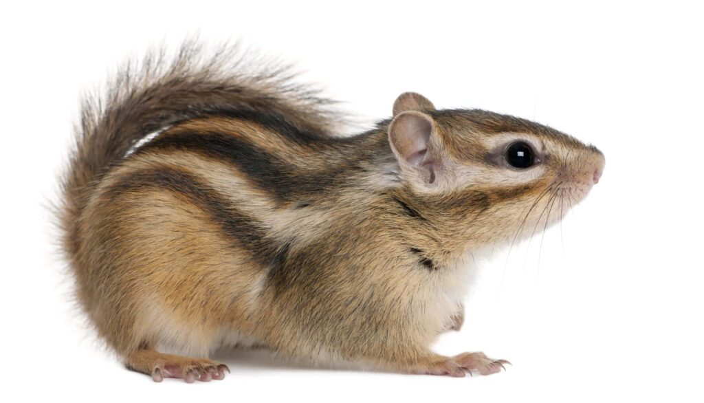 Adorable Striped Chipmunk Wallpaper on White Background
