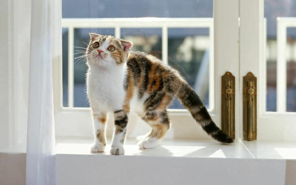 Curious Striped Kitten Gazes Outside on Sunlit Windowsill Wallpaper