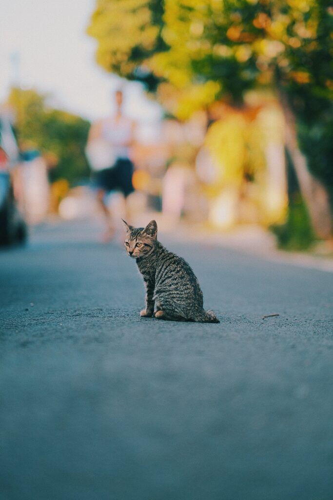 Cute Striped Kitten on Sunlit Street - Warm Background Scene Wallpaper