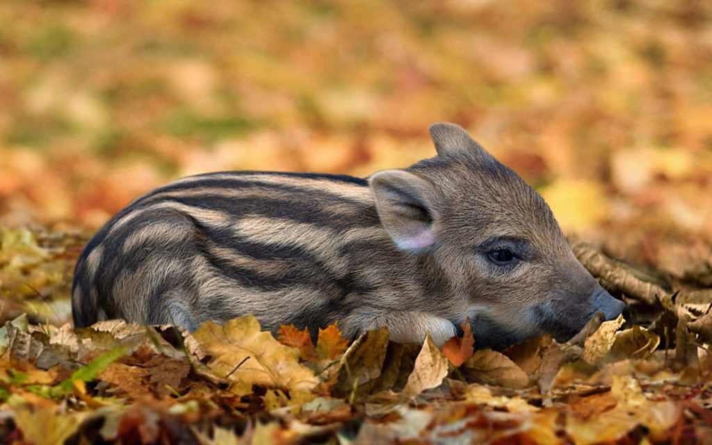 Cute striped wild boar piglet resting on golden autumn leaves high-resolution nature wallpaper