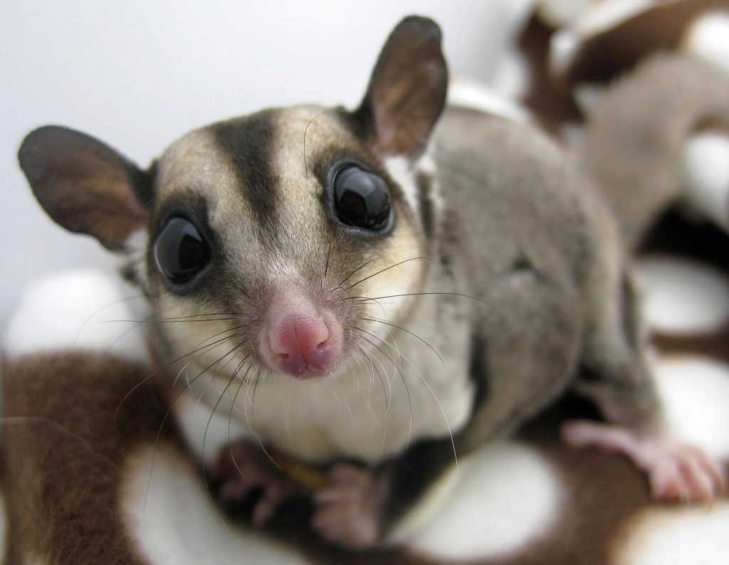 Close-up of adorable sugar glider with large eyes and soft grey fur on bright blurred background Wallpaper