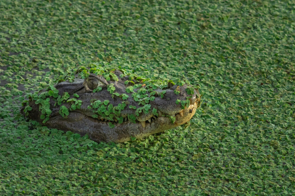 Cute Swamp Alligator Wallpaper: Lush Green Aquatic Background