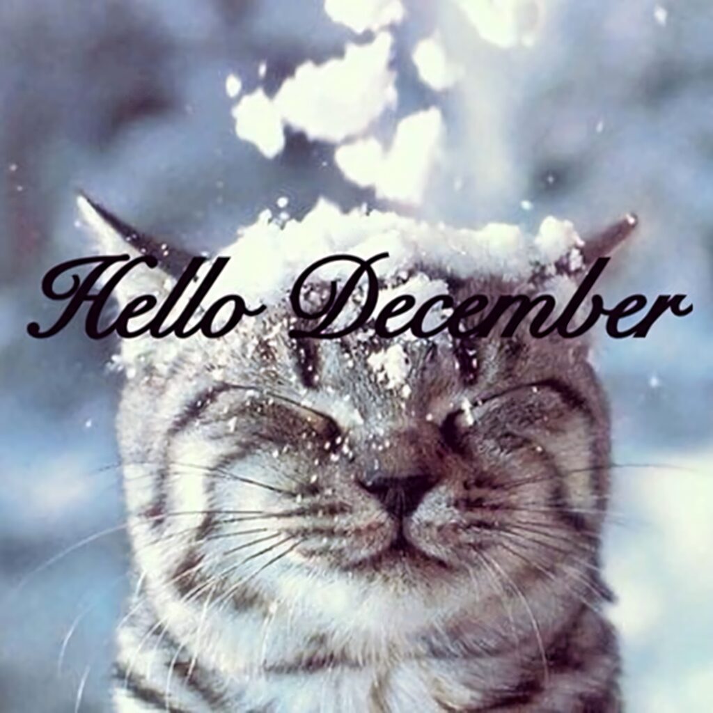 Cute tabby cat outdoors with snow on face against blue winter background Welcome December text Wallpaper