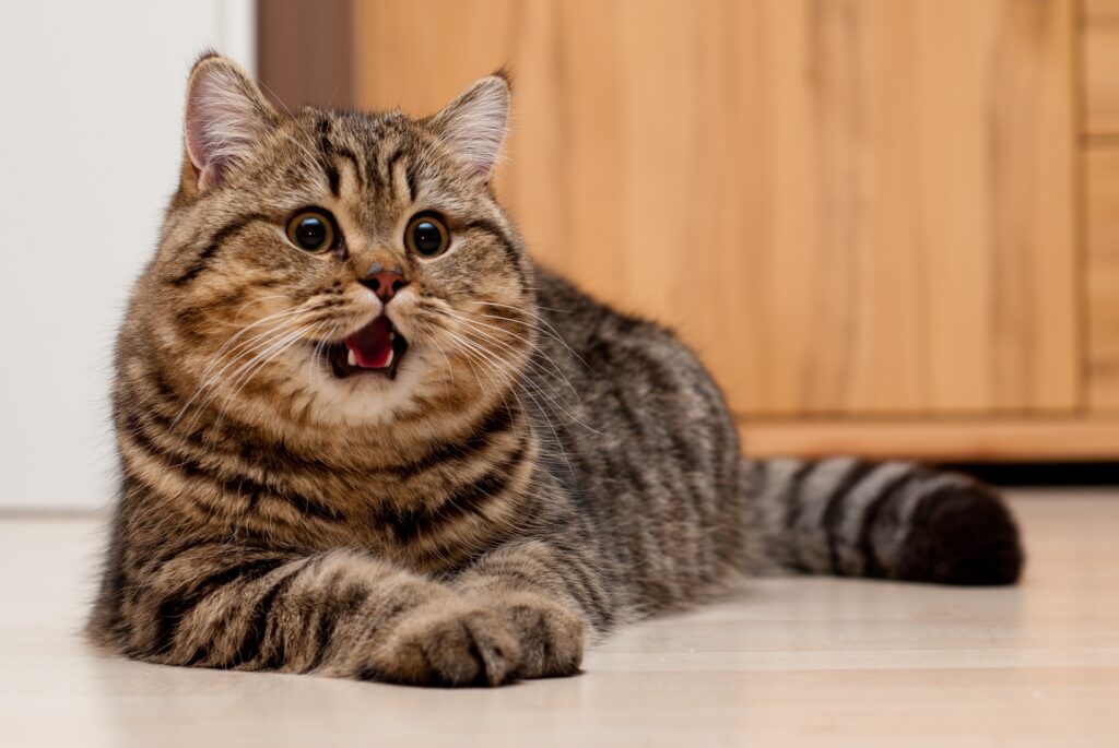Surprised Tabby Cat on Floor with Fluffy Fur in Warm Background Wallpaper
