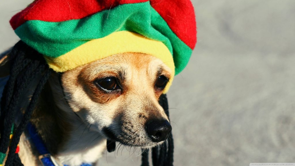 Close-up of charming tan Chihuahua in vibrant Rasta hat with red yellow green braids wallpaper