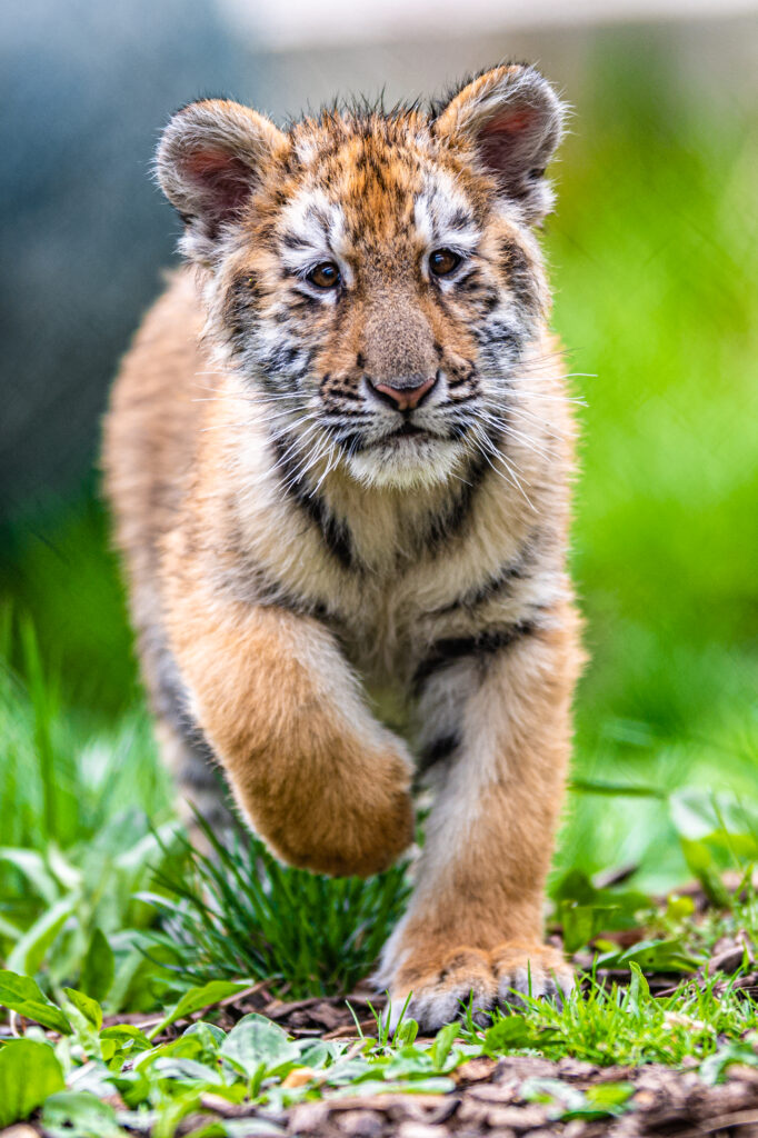 Curious Tiger Cub in Lush Greenery - Charming Wildlife Wallpaper