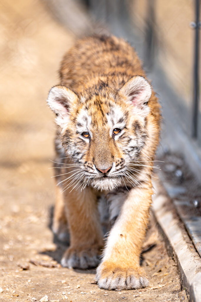 Adorable Tiger Cub on Sandy Path - High-Res Wallpaper Background