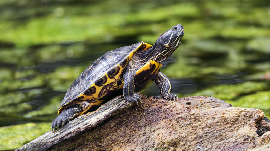 Cute Turtle on Log: Serene Nature Wallpaper with Soft Greenery Background