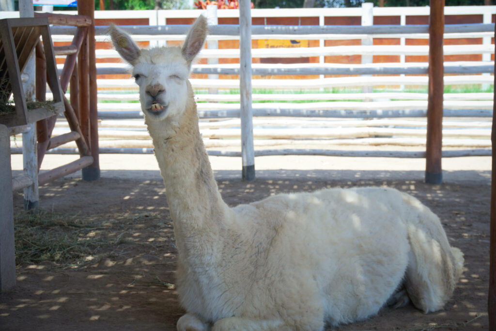 White alpaca sitting winking under paddock shade charming cute wallpaper background image