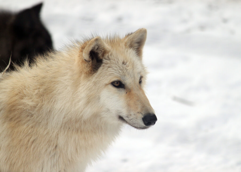 Cute White Dog in Snowy Landscape - Serene High-Resolution Wallpaper