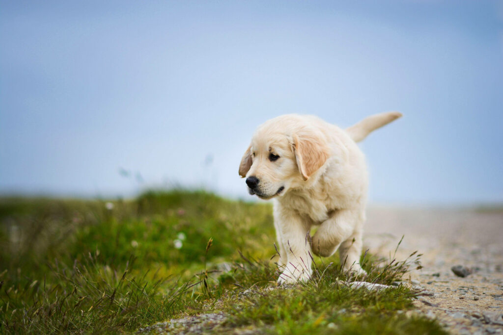 Charming White Labrador Puppy Walking on Grassy Path - Wallpaper Background