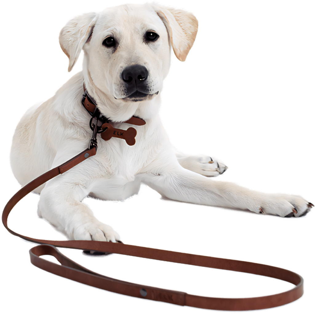 Charming White Labrador Puppy Wallpaper - Playful PNG Background