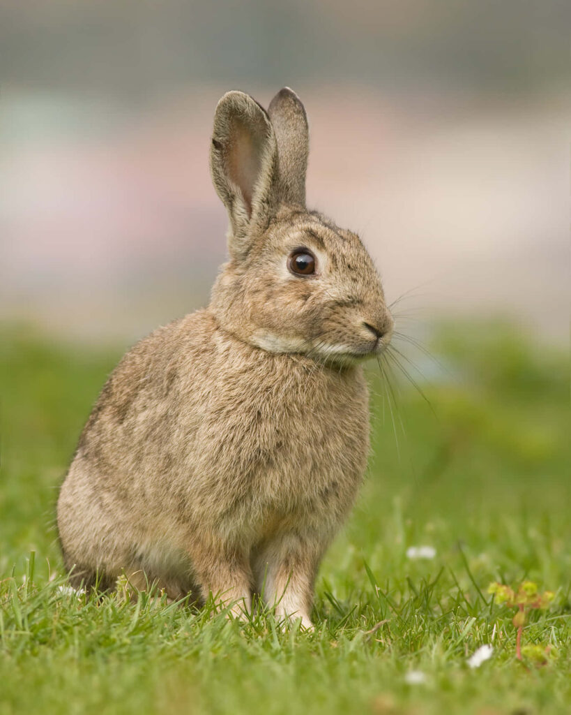 Curious White Rabbit on Grass – Cute Nature Wallpaper Background