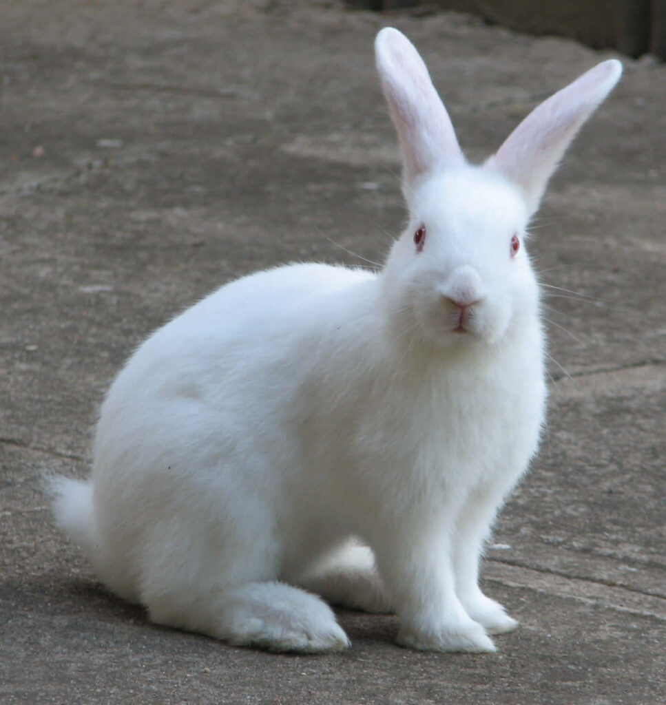 Adorable White Rabbit Wallpaper: Fluffy Fur & Serene Background