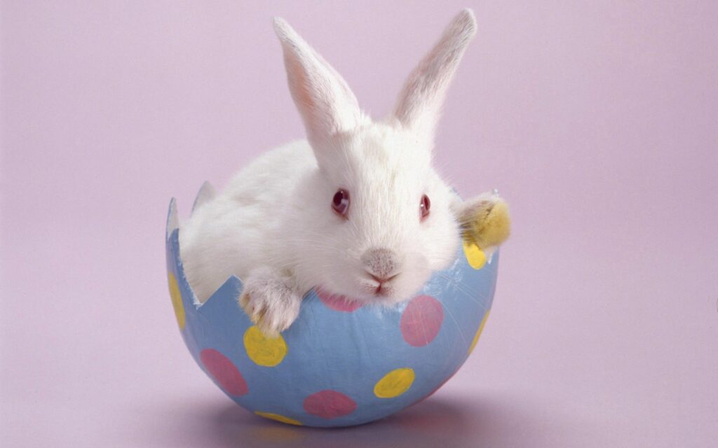 Adorable White Rabbit in Colorful Polka-Dotted Egg Shell Wallpaper