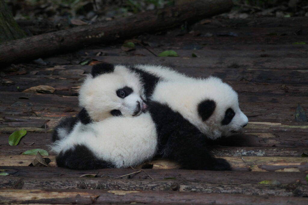 Double Trouble: Adorable Baby Panda Bears in their Wild Habitat Wallpaper