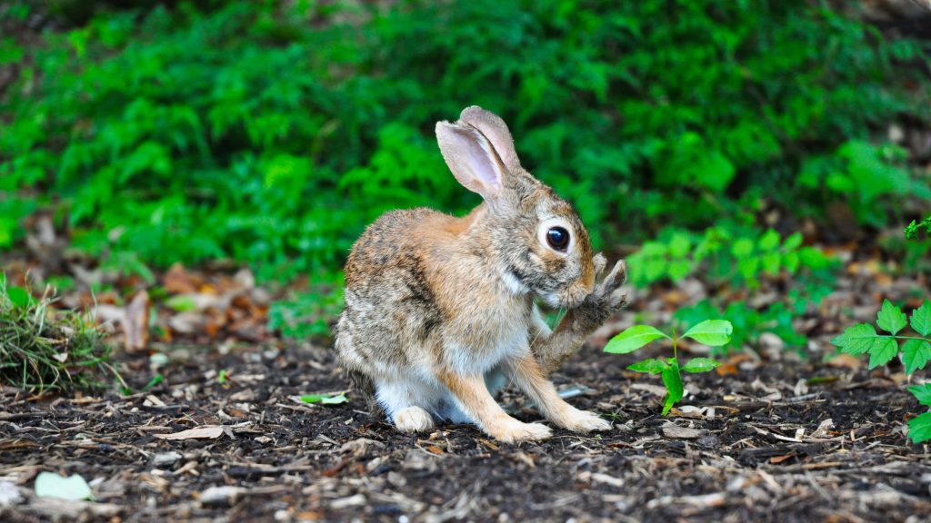 Cute brown wild rabbit grooming on dark mulch with green foliage natural daylight wallpaper